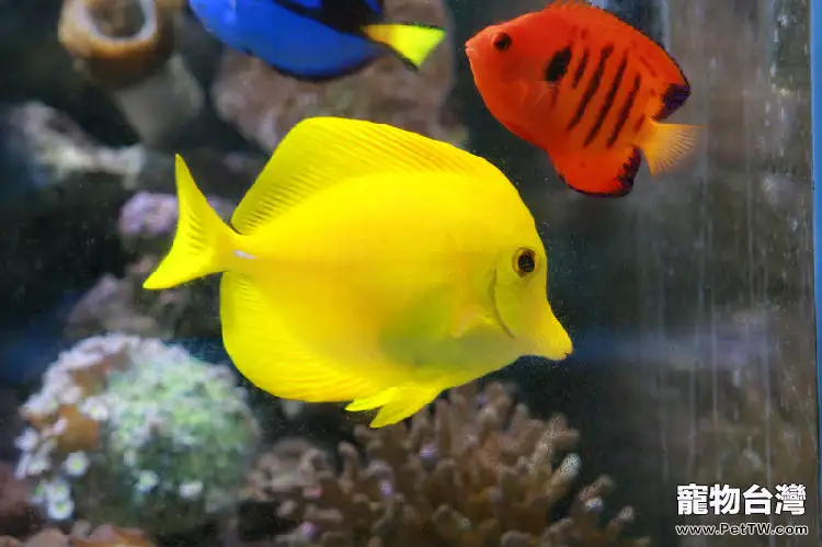 給熱帶魚換水應注意的(1圖)-寵物台灣