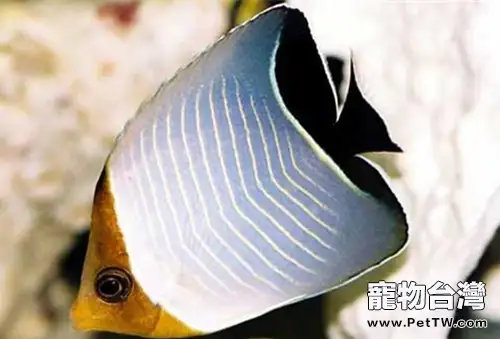 怪蝴蝶魚的品種介紹(1圖)-寵物台灣