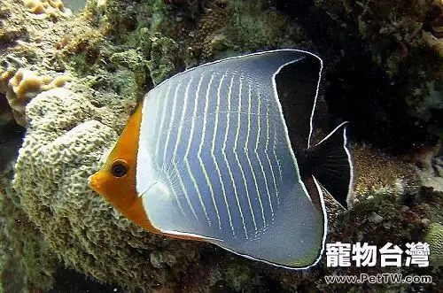 怪蝴蝶魚的外形特點(1圖)-寵物台灣