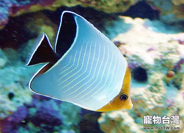 怪蝴蝶魚的飼養環境