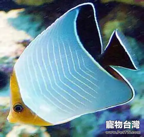 怪蝴蝶魚的餵食要點(1圖)-寵物台灣