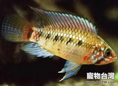國王短鯛的外形特點(1圖)-寵物台灣