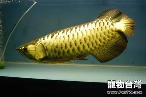 過背金龍的品種簡介(1圖)-寵物台灣
