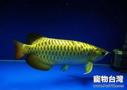 過背金龍的外形特點(1圖)-寵物台灣