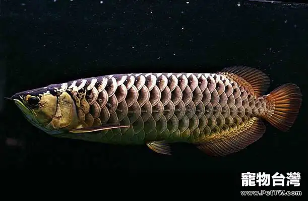 過背金龍的飼養環境(1圖)-寵物台灣