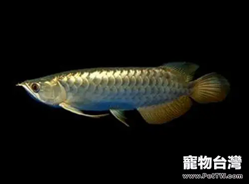 過背金龍的餵食要點(1圖)-寵物台灣