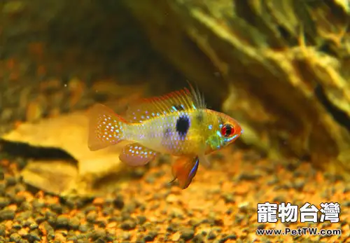 荷蘭鳳凰的品種簡介(1圖)-寵物台灣