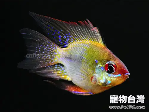 荷蘭鳳凰的外形特點(1圖)-寵物台灣