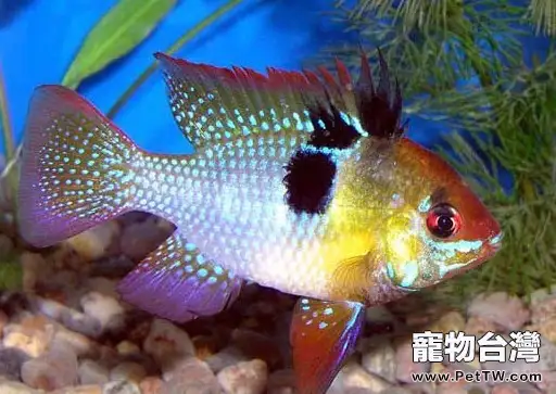 荷蘭鳳凰的飼養環境(1圖)-寵物台灣