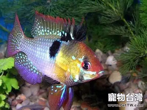 荷蘭鳳凰的餵食特點(1圖)-寵物台灣