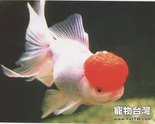 鶴頂紅金魚的品種簡介
