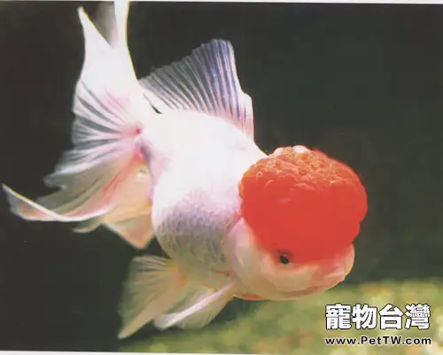 鶴頂紅金魚的品種簡介(1圖)-寵物台灣
