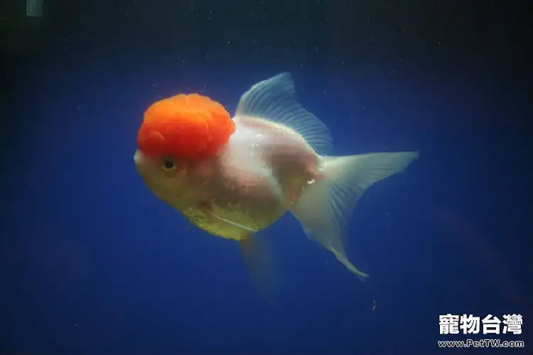 鶴頂紅金魚的外形特點(1圖)-寵物台灣