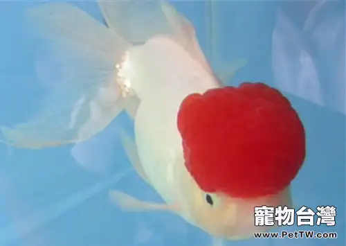 鶴頂紅金魚的飼養環境(1圖)-寵物台灣