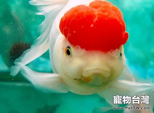鶴頂紅金魚的餵食要點(1圖)-寵物台灣