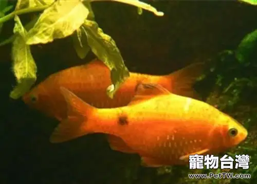 黑斑鯽的外形特點(1圖)-寵物台灣
