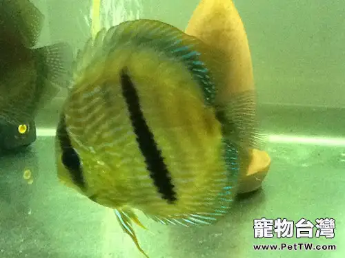 黑格爾野生七彩的品種簡介(1圖)-寵物台灣