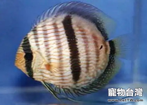 黑格爾野生七彩的飼養環境(1圖)-寵物台灣