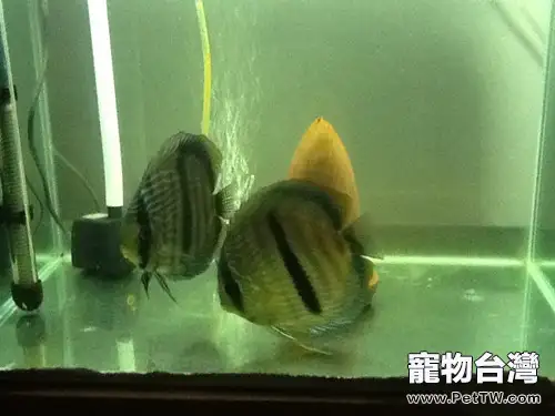 黑格爾野生七彩的餵食要點(1圖)-寵物台灣