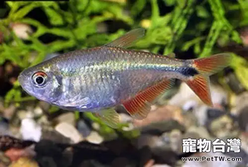 黑十字魚的品種簡介(1圖)-寵物台灣