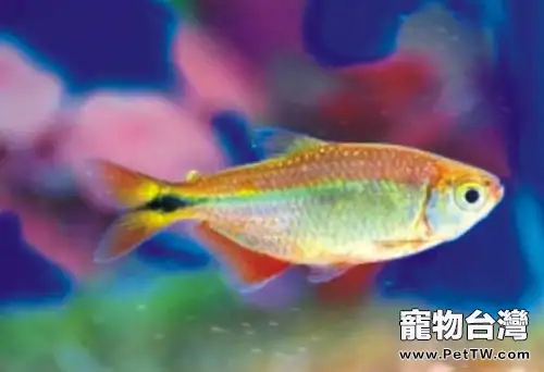 黑十字魚的外形特點