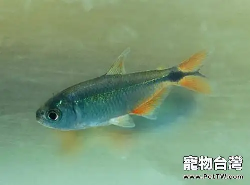 黑十字魚的飼養環境