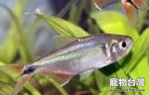 黑十字魚的餵食要點