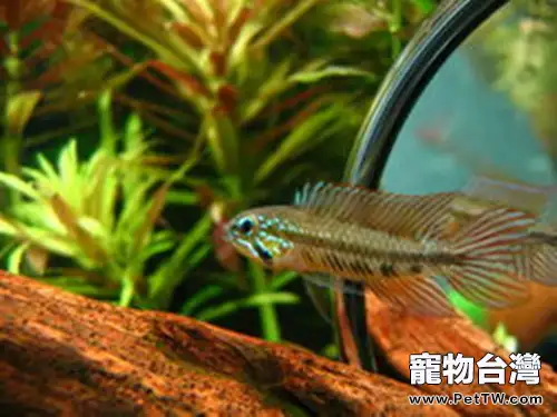 黑間短鯛的餵食要點