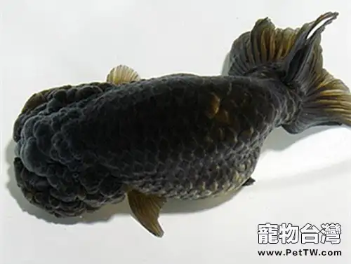 黑蘭壽的品種簡介(1圖)-寵物台灣