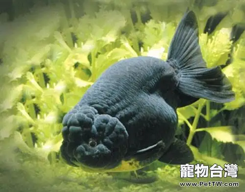黑蘭壽的外形特點(1圖)-寵物台灣