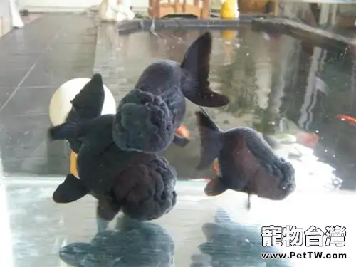 黑蘭壽的飼養環境(1圖)-寵物台灣