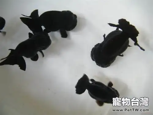 黑蘭壽的餵食要點(1圖)-寵物台灣