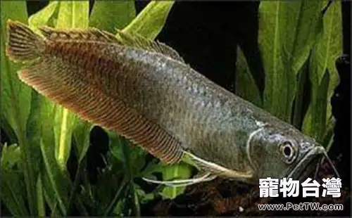 黑龍魚的品種簡介