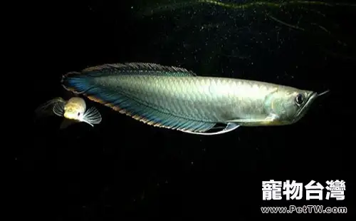 黑龍魚的外形特點(1圖)-寵物台灣