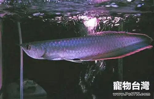 黑龍魚的飼養環境