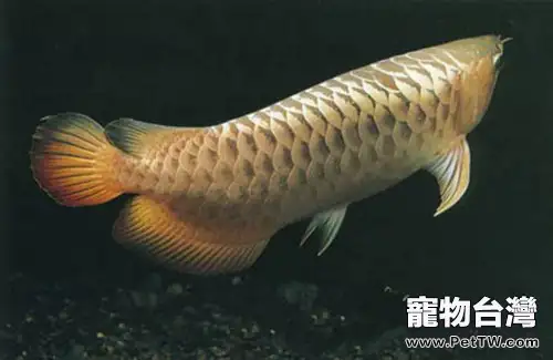 黑龍魚的餵食要點(1圖)-寵物台灣