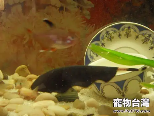 黑魔鬼的外形特點(1圖)-寵物台灣