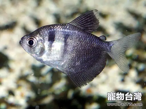 黑裙魚的品種簡介(1圖)-寵物台灣