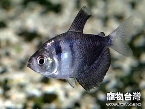 黑裙魚的飼養環境(1圖)-寵物台灣