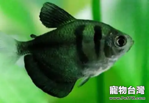 黑裙魚的餵食要點(1圖)-寵物台灣