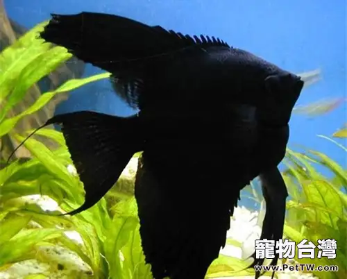 黑神仙魚的外形特點