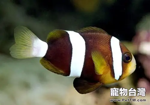 黑雙帶小丑的品種簡介(1圖)-寵物台灣