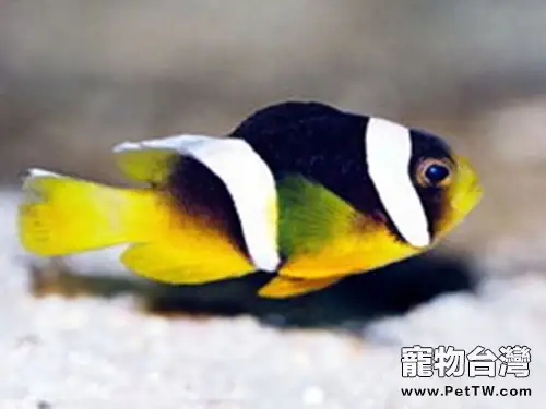 黑雙帶小丑的外形特點(1圖)-寵物台灣