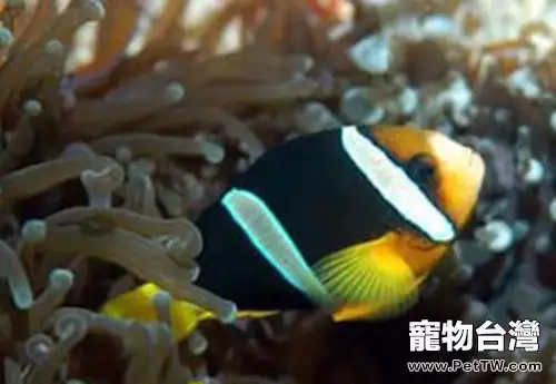 黑雙帶小丑的飼養環境(1圖)-寵物台灣
