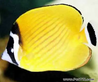 黑尾蝶的品種簡介(1圖)-寵物台灣