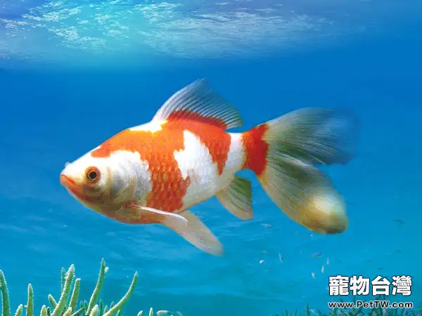 紅白草金魚的品種簡介(1圖)-寵物台灣