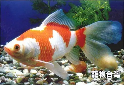 紅白草金魚的外形特點(1圖)-寵物台灣