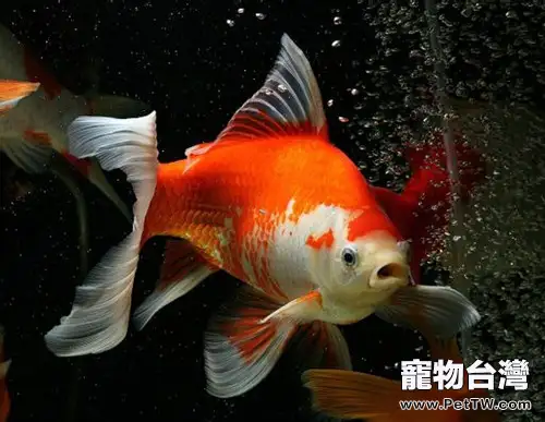 紅白草金魚的飼養環境(1圖)-寵物台灣