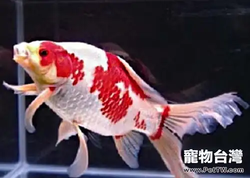 紅白草金魚的餵食要點(1圖)-寵物台灣