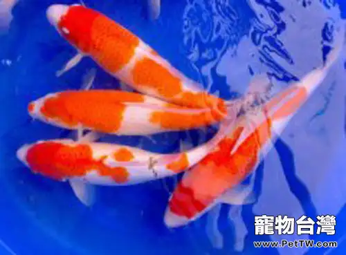 紅白錦鯉的品種簡介